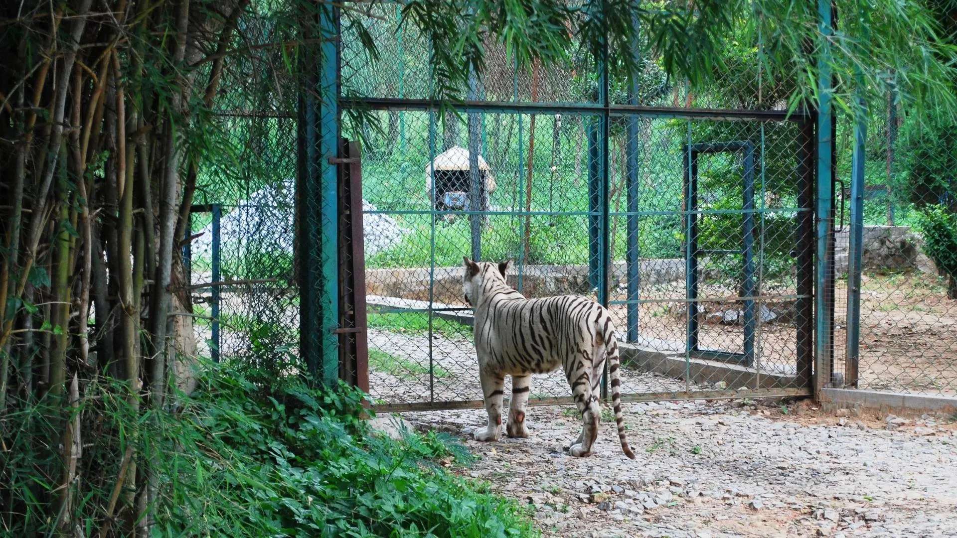 Bannerghatta Biological Park